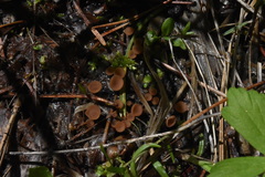 Sclerotinia veratri