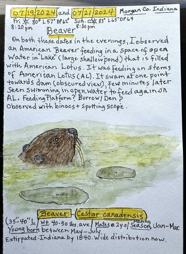 American Beaver photographed in Indiana