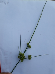 Cyperus