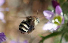 Anthophorula