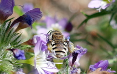 Anthophorula