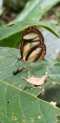Ithomia salapia