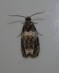 Olethreutes fasciatana