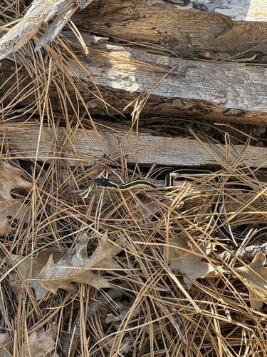iNaturalist observation photo of Mountain Garter Snake