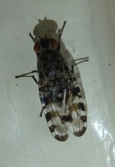 Pseudotephritis approximata