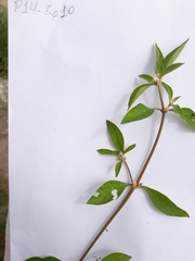 Alternanthera sessilis