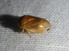 Clastoptera testacea
