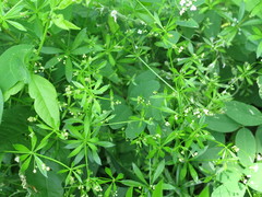 Galium dahuricum