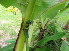 Polyura jupiter