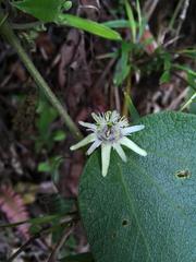 Passiflora sexflora