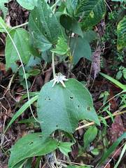 Passiflora sexflora