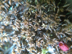 Sphagnum pylaesii
