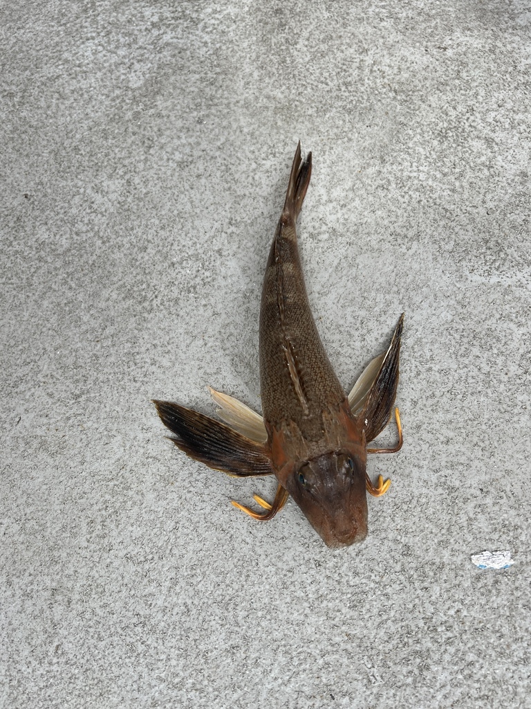 Noordelijke zeehaan (Prionotus carolinus) — Triglidae