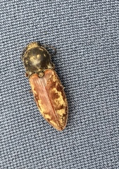 Prosternon bombycinum