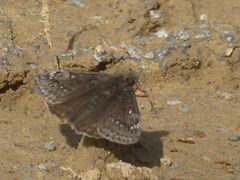 Erynnis juvenalis juvenalis