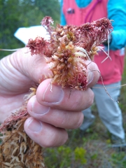 Sphagnum magellanicum