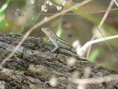 Sceloporus variabilis marmoratus
