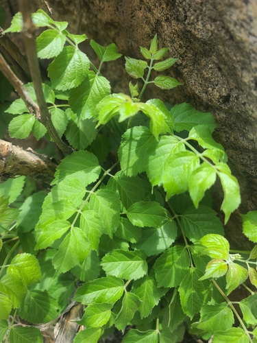 Arizona spikenard (Aralia humilis)