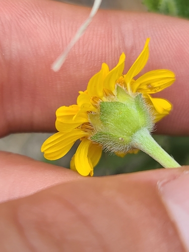Image of Lasianthaea podocephala by no rights reserved