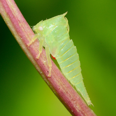 Stictocephala militaris
