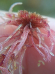 Sphagnum rubellum