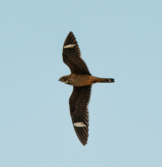 Chordeiles gundlachii