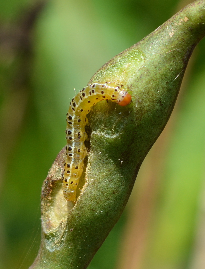 Sky-pointing Moth