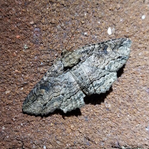 Maple Zale Moth photo 6