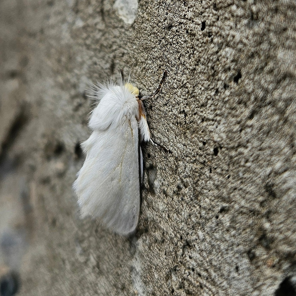 Norape beggoides