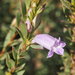 Eremophila christophori - Photo (c) Mark Marathon, alguns direitos reservados (CC BY-SA)