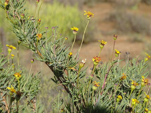 Othonna leptodactyla