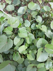 Ipomoea asarifolia