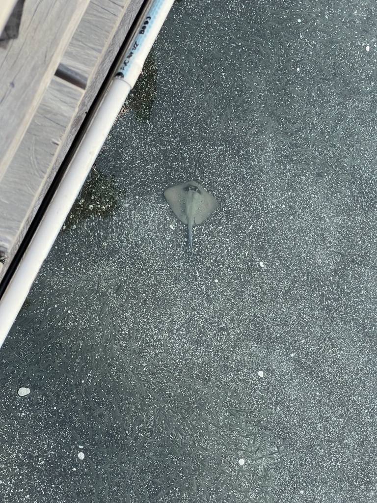 Australian Bluespotted Maskray (Neotrygon australiae) — recorded at Wooden Boat Wreck