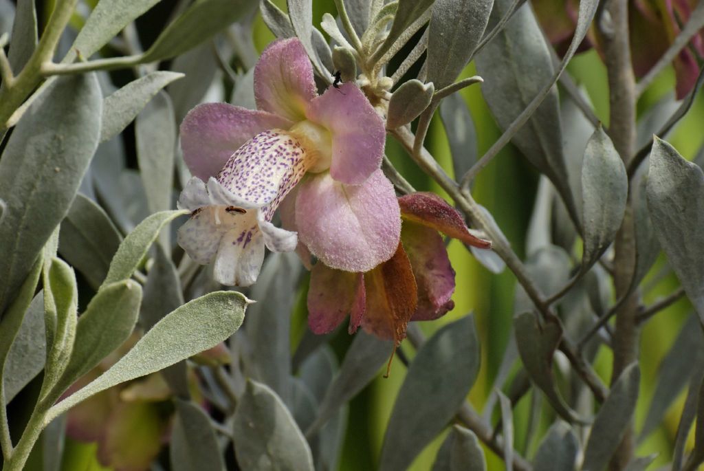 Eremophila platycalyx