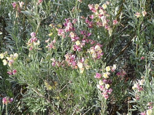 Image of Calobota sericea by (c) Shaun Swanepoel, some rights reserved (CC BY)