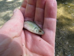 Luxilus chrysocephalus