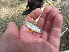 Luxilus chrysocephalus