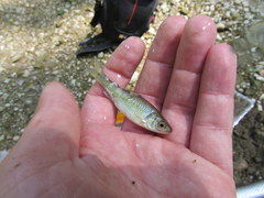 Luxilus chrysocephalus