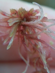 Sphagnum rubellum