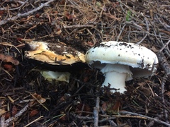 Agaricus moronii