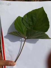 Neustanthus phaseoloides