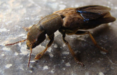 Platydracus maculosus