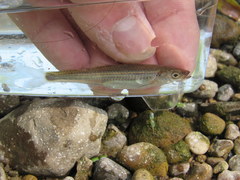 Notropis rubellus