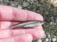 Notropis rubellus
