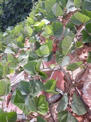 Neustanthus phaseoloides