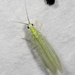 Black-horned Green Lacewing - Photo (c) Larry Master, some rights reserved (CC BY-NC-ND), uploaded by Larry Master