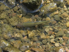 Notropis rubellus