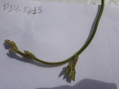 Neustanthus phaseoloides