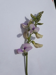 Neustanthus phaseoloides