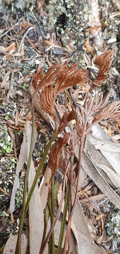 Schizaea bifida (Schizaea bifida)